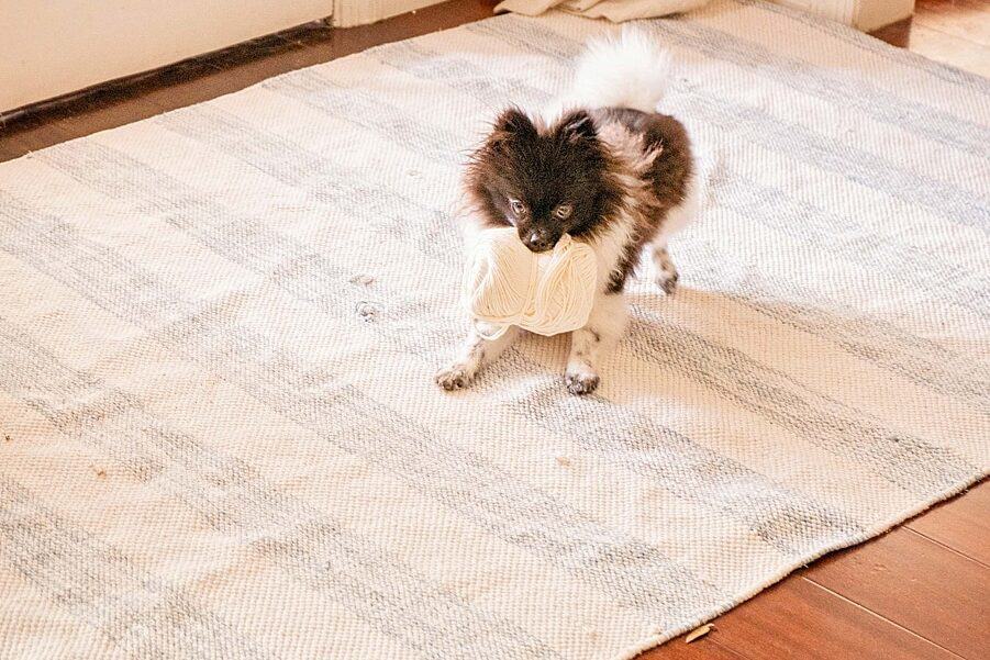 A dog on a rug in front of a door with a ball of yarn in it's mouth.