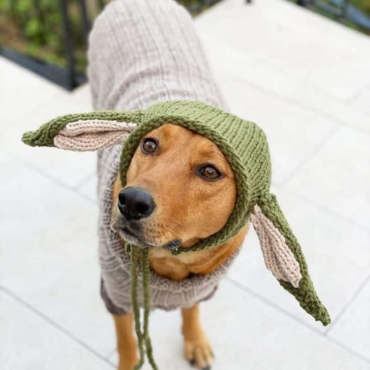 A dog wearing a knitted yoda hat.