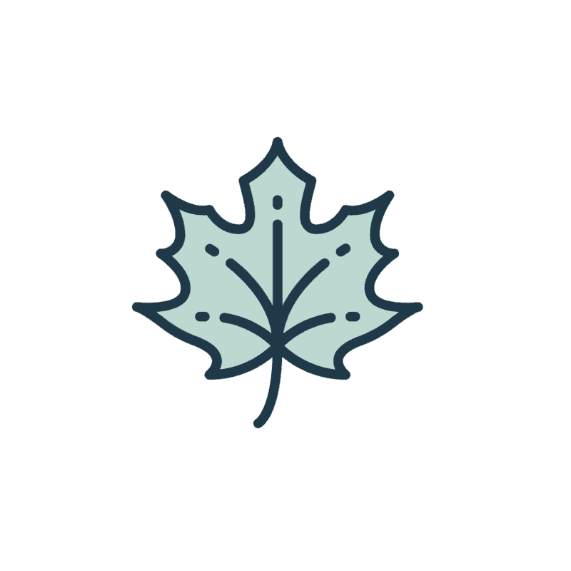Simple illustration of a maple leaf with dark outlines and light blue-green fill on a plain white background.