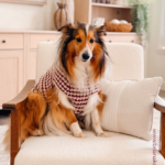 A long-haired dog sitting in an armchair wearing a crocheted houndstooth sweater, with text above reading “How to Crochet a Houndstooth Dog Sweater.”.