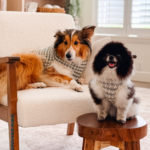 A Sheltie and a Pomeranian wearing crocheted sweaters, sitting on a chair and a wooden stool. Overlay text reads: Crochet Dog Sweater Free Pattern + Video.