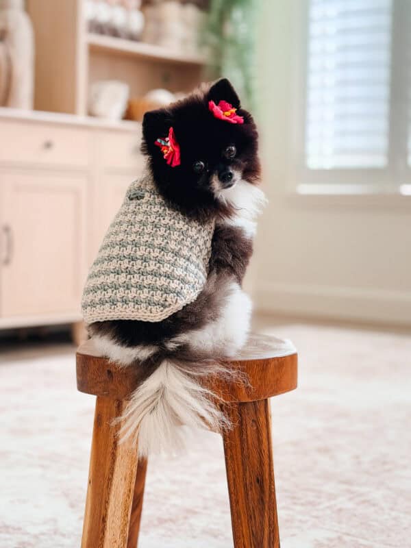 A small black and white Pomeranian wearing a houndstooth crochet dog sweater and two pink flower hair clips sits on a wooden stool.